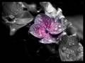Sensorica - Renovare Dolores 