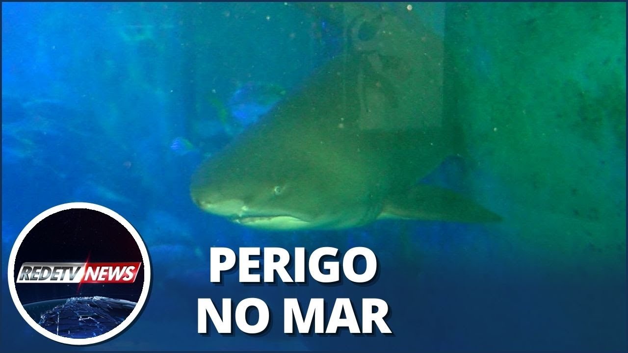 Ubatuba: ataques de tubarão preocupam banhistas