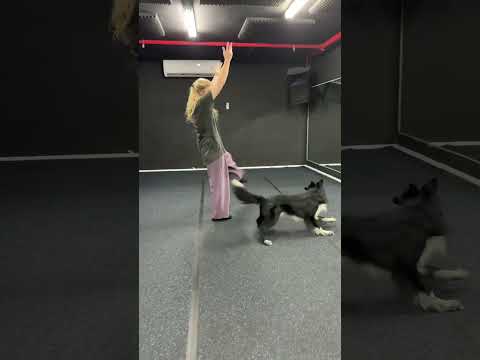 Rhythm & Roni Sagi saying goodbye to a loved one… another level! #dogtraining #dance #talent