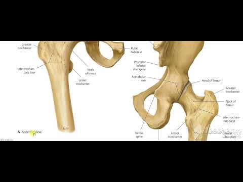 Vastus medialis muscle
