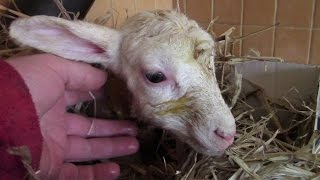 New-Born Lamb Cold And Miserable