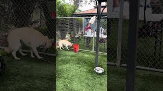 Video preview image #1 German Shepherd Dog Puppy For Sale in Pasadena, CA, USA