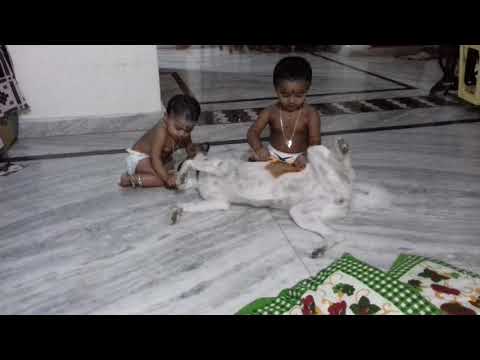 Kids playng with a dog