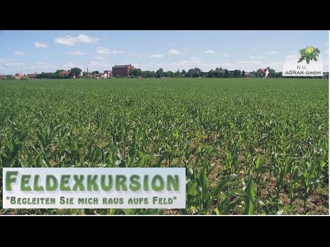12. Feldexkursion: Mais aufpäppeln - NU Agrar, 02.07.2015