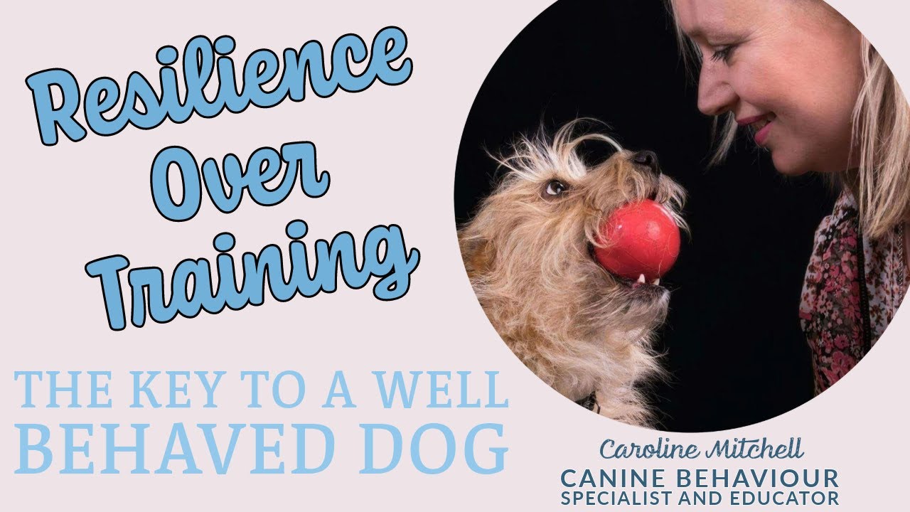 Resilience Over Training: The Key to a Well-Behaved Dog