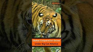 International Big Cat Alliance brings nations together for wildlife protection