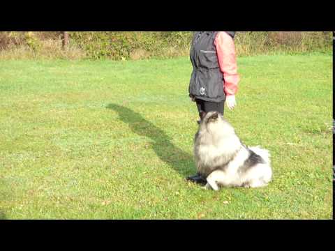 Cornelie z Břekové ale - vlčí špic obedience,  nácvik kužele