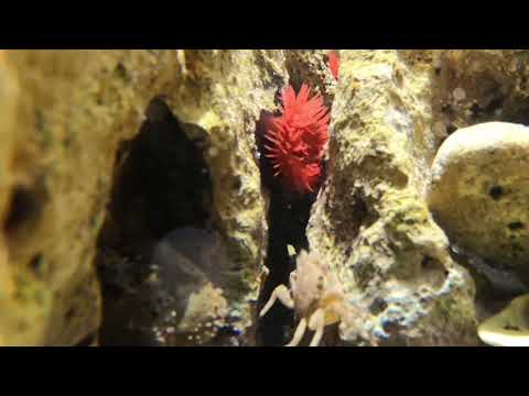 Snorkling i Stinjan, Kroatien