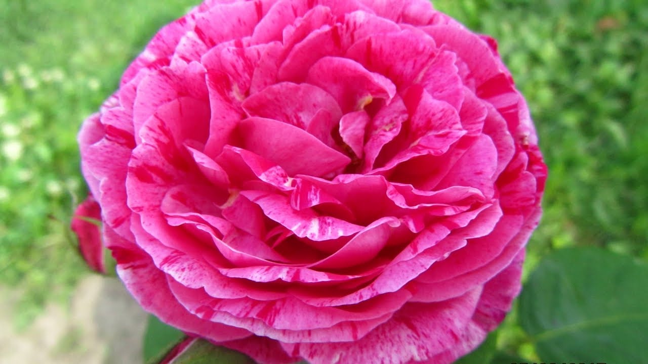 Роза парковая Фердинанд Пичард(Ferdinand Pichard)