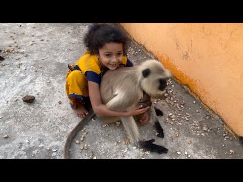 Unconditional love and compassion between mother langoor and little girl Ipsita.