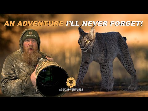 IN SEARCH OF EUROPES RAREST CAT! - THE IBERIAN LYNX