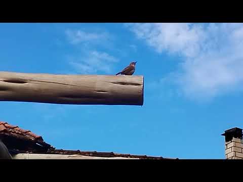 Pesque Pague Recanto. Capitão Leônidas Marques - PR