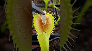 Feeding a moth to a Venus Flytrap #shorts