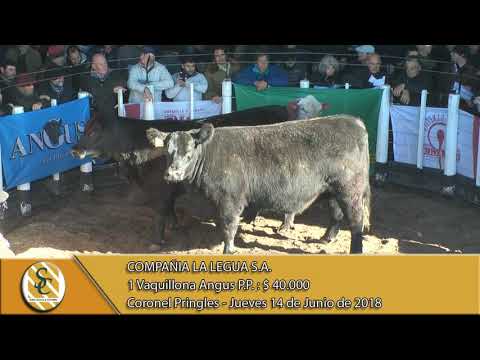 14-06-18 Venta de Vientres P.P. - Compañia La Legua S.A. - Coronel Pringles.
