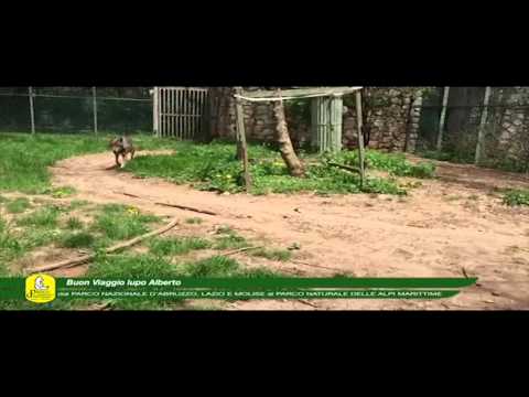 ONDA TG 07.05.2015 - LUPO ALBERTO