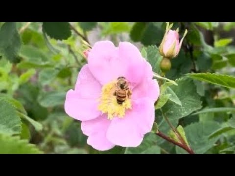 Rosa californica native California rose blooms beginning in late spring lasting till its cold