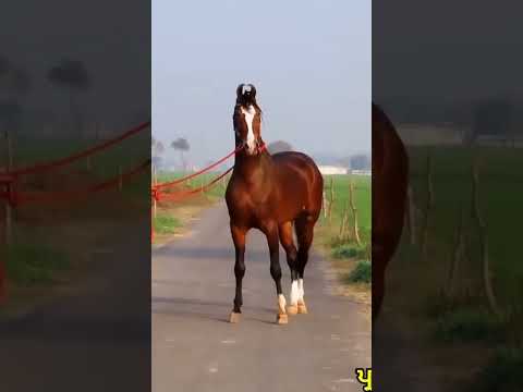 , title : 'marwari horse #whatsappstatus #marwarihorse'