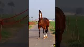 marwari horse #whatsappstatus #marwarihorse