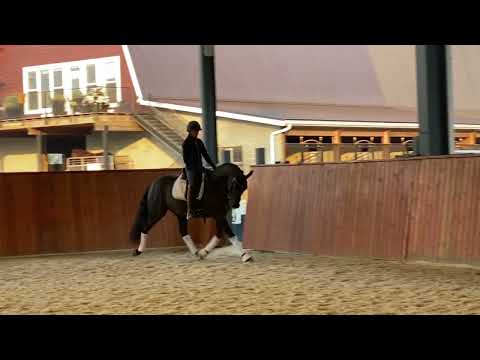 Chocolate — 5 year old Lusitano gelding