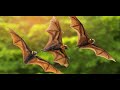 Natural bats sound with music/Relaxing music/Natural water flowing music/Bats atrocities/Bats fights