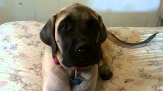 Waking Up an English Mastiff video is a bad influence