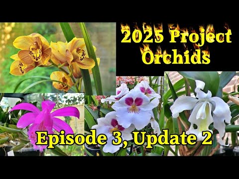 2025 Project Orchids - Episode 3, Update 2