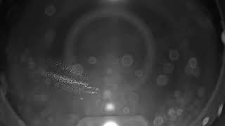 Fish Cam - Long Live the Kings live webcam