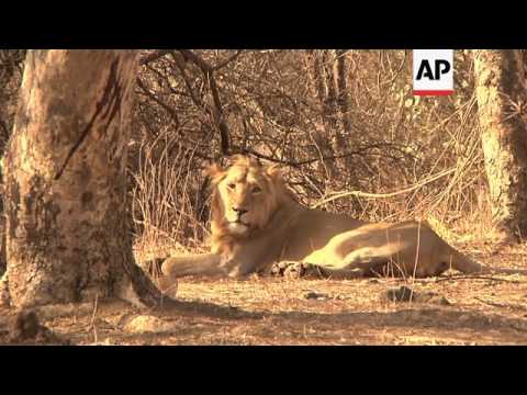 Calls for endangered lions to be relocated