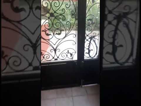 Her sabah sitemdeki kedilerimi besliyorum/ I am feeding my cats every morning 😍