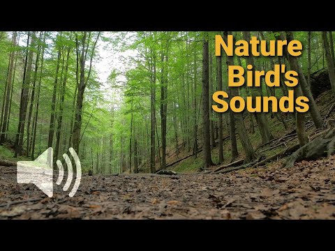 #birdsounds #birds #moringmusic #moringsounds Nature Forest Birds in jungle! Bird's sound effect