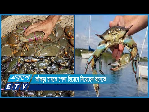 মাছের পাশাপাশি জনপ্রিয় হয়ে উঠছে কাঁকড়ার বাণিজ্যিক চাষ | ETV News