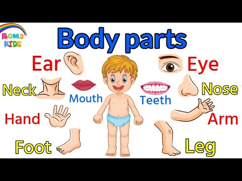 اعضاء الجسم باللغة الانجليزية Parts of the body