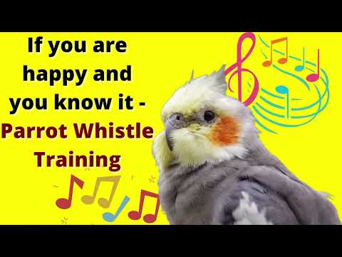 If you are happy and you know it - cockatiel singing training - Bird Whistle Training!