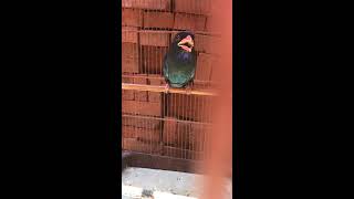 Download lagu Cililin (JametQuproy) Vs Tengkek Buto (Green Giant) mp3 Download lagu Cililin (JametQuproy) Vs Tengkek Buto (Green Giant) mp3