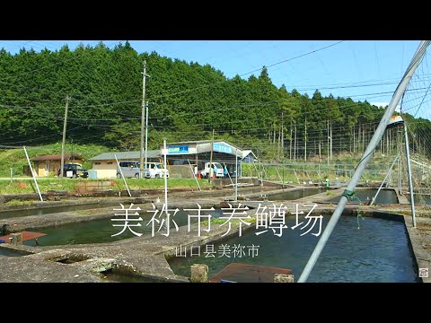 弁天池＋虹鳟鱼农场　簡体中文