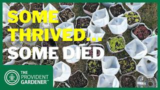 Winter Sowing: What Worked, What Failed & What I’d Do Differently