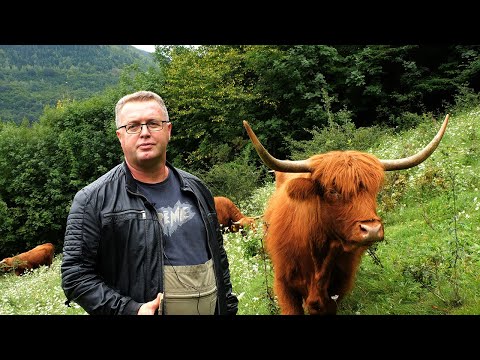 Goveda za  minus 30, ne trebaju štalu ni čobana