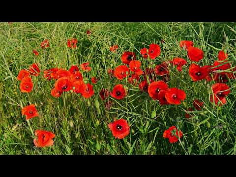 1 HOUR Natur in 4K / Poppy meadow with bumblebees / Meditation, Yoga, Relaxing + Music/Nature Sound