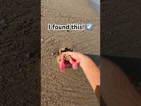 I found this at the beach! 🏖️