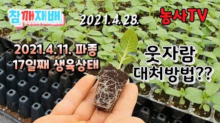 참깨재배, 2021년 4월 28일 참깨육묘 17일 째 생육상태와 웃자람 방지 대처방법소개 [농사TV]