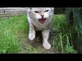 Cat Hisses At Me And Very Hungry