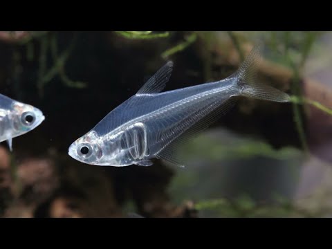 Leptagoniates pi - Bergkristallsamler