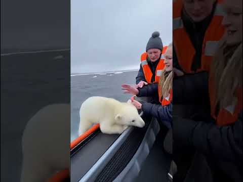 Tourist Saves Polar Bear Cub 🐻‍❄️ | Close Call With a Shark in Arctic Ocean 😱🦈