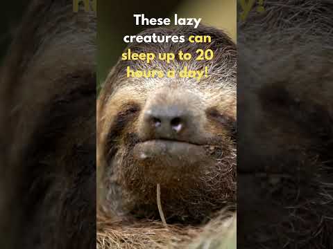 How Much Does Sloth Sleep