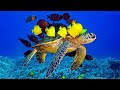 Beautiful Relaxing Music - Stop Overthinking, Stress Relief Music, Sleep Music, Calming Music #69 DEFAULT Thumbnail
