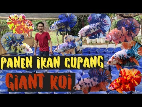 PANEN IKAN CUPANG GIANT