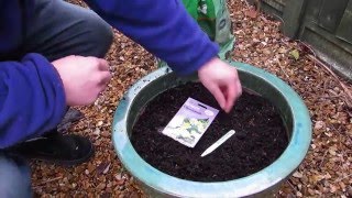 Planting Chamomile Seeds