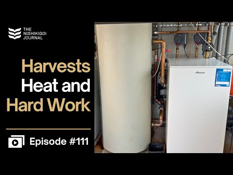 ¡Koi increíbles, enfermedad del sueño y calderas gemelas en marcha! | N.I.J. | Ep. n.º 111