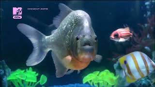 Chemical Brothers - The Salmon Dance (MTV 00s TVRIP)