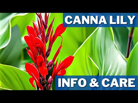 Canna Lily Info And Care | How to Grow Canna Lilies | How To Grow And Care Cannas!